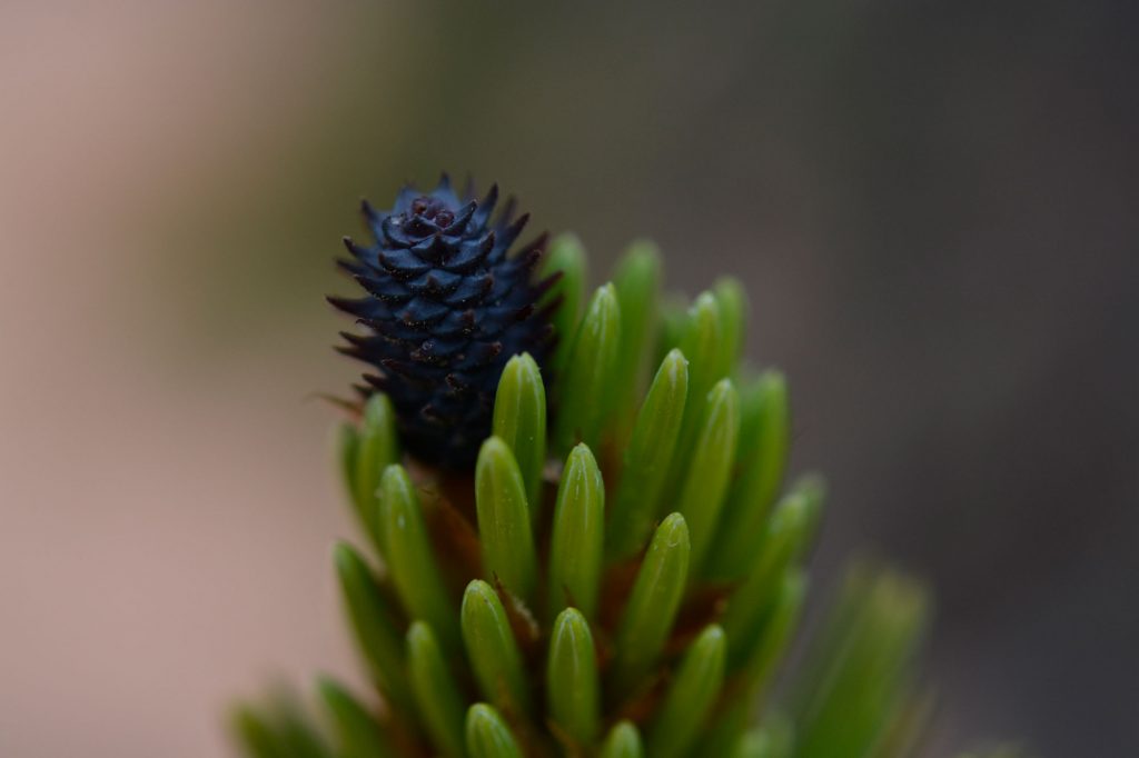 Bristle Baby Pine cone