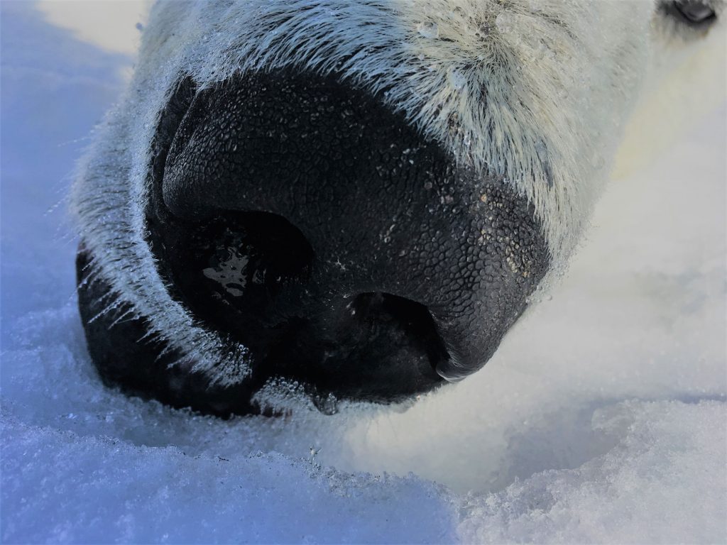 A cold polar bear breath