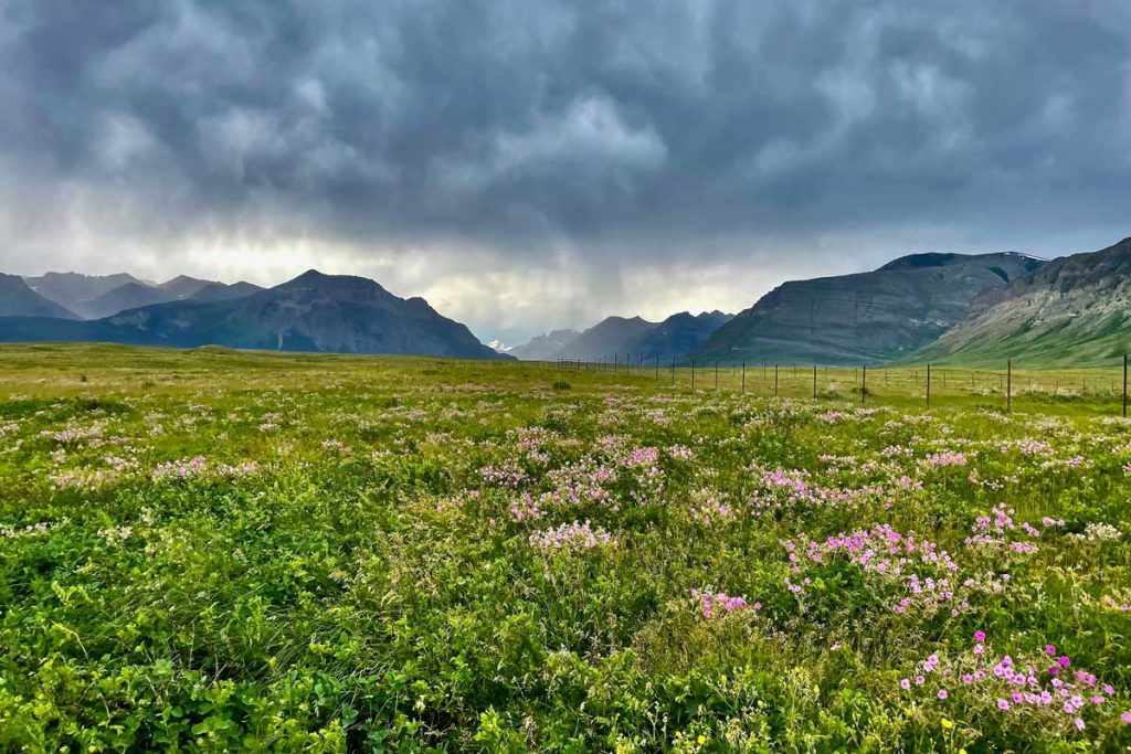 A large meadow with lush green grass and purple wildflowers. In the backdrop are mountains experiencing a thunderstorm.