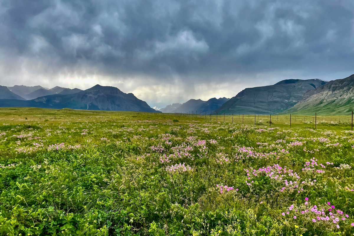 A large meadow with lush green grass and purple wildflowers. In the backdrop are mountains experiencing a thunderstorm.