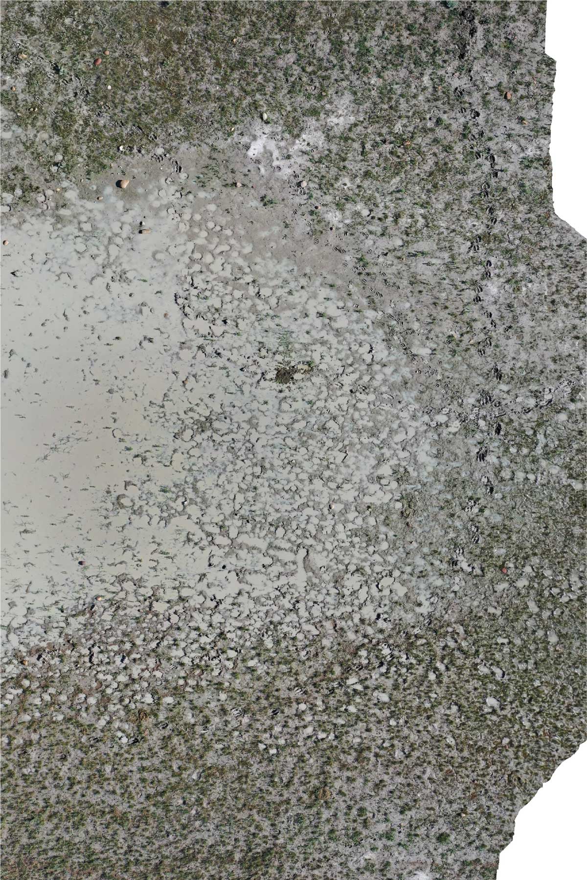 This picture is an orthomosaic of animal trackways that occur around an ephemeral lake in Cypress County taken from a drone.