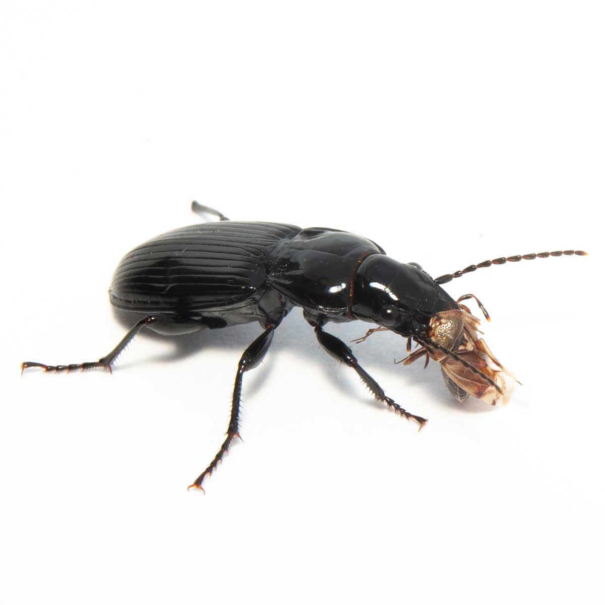 The ground beetle appears quite monstrous in size. Its cuticle is reflects the light from my flash like plastic.