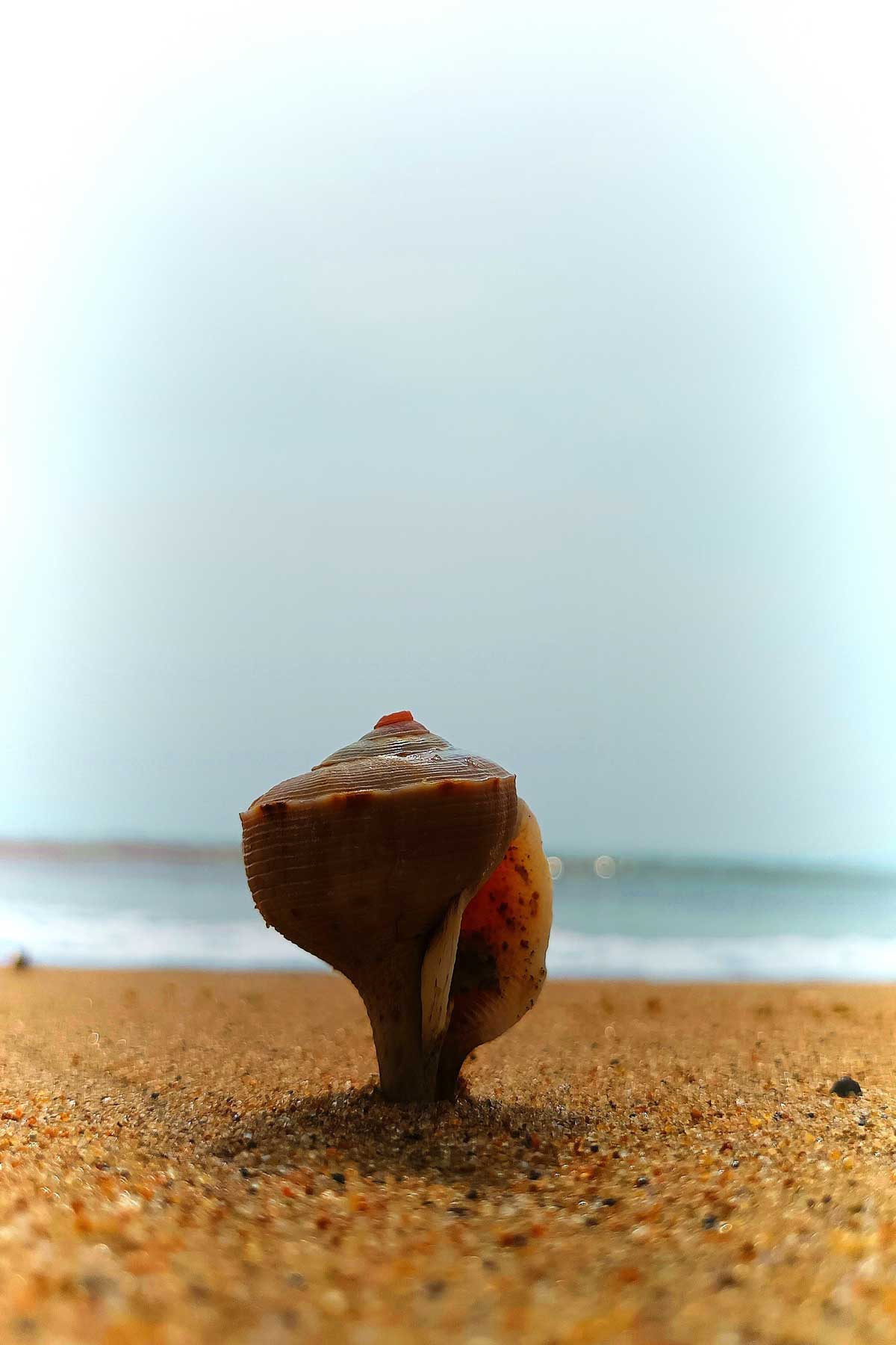 Conch on shore, digital tide approaching. Symbolizing harmony between nature and tech in computer engineering landscape.