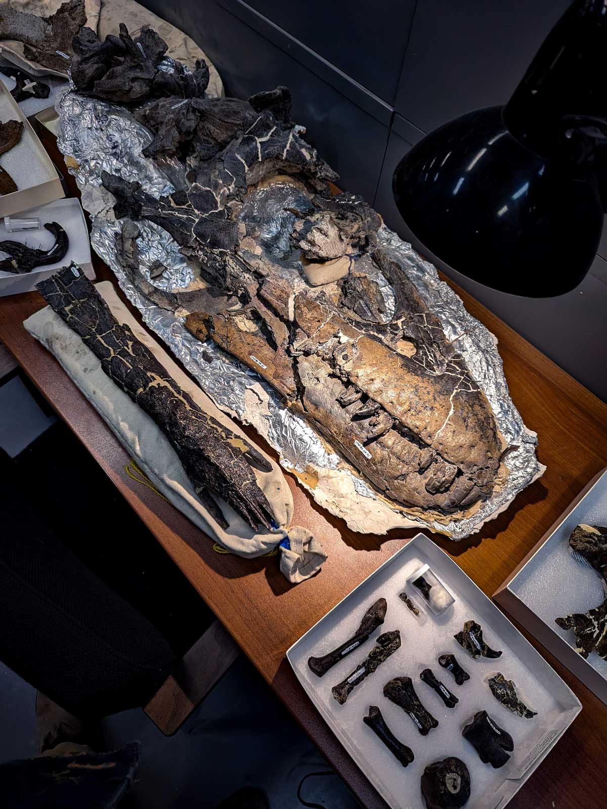A weathered Albertosaurus skull lying on a desk for study. A lamp illuminates its jaws full of dagger like teeth.
