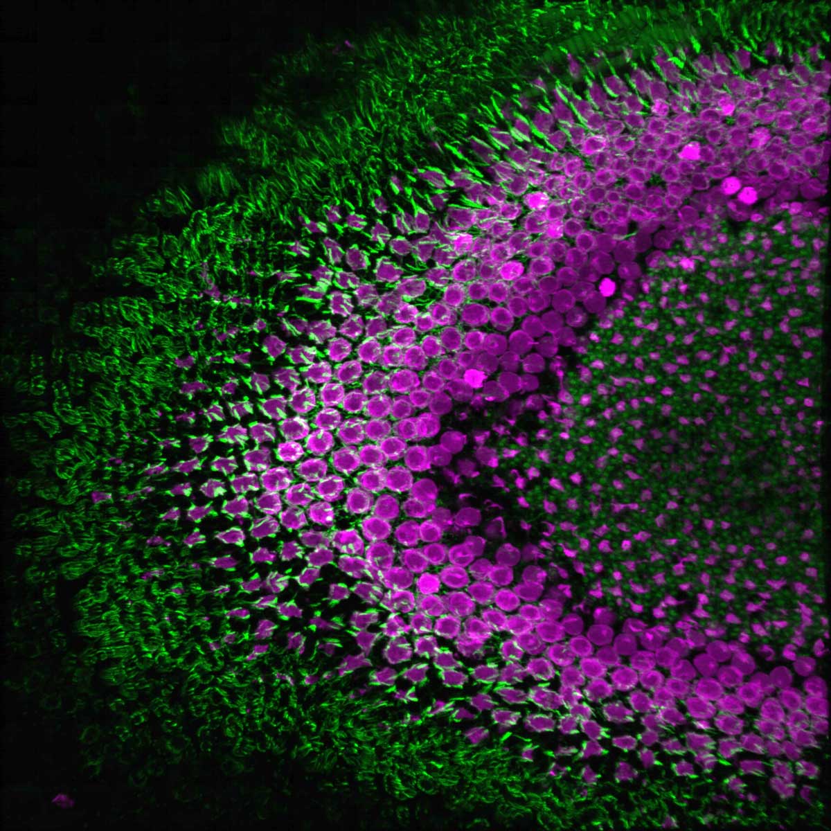 Confocal image of a zebrafish retina stained with fluorescent dyes.