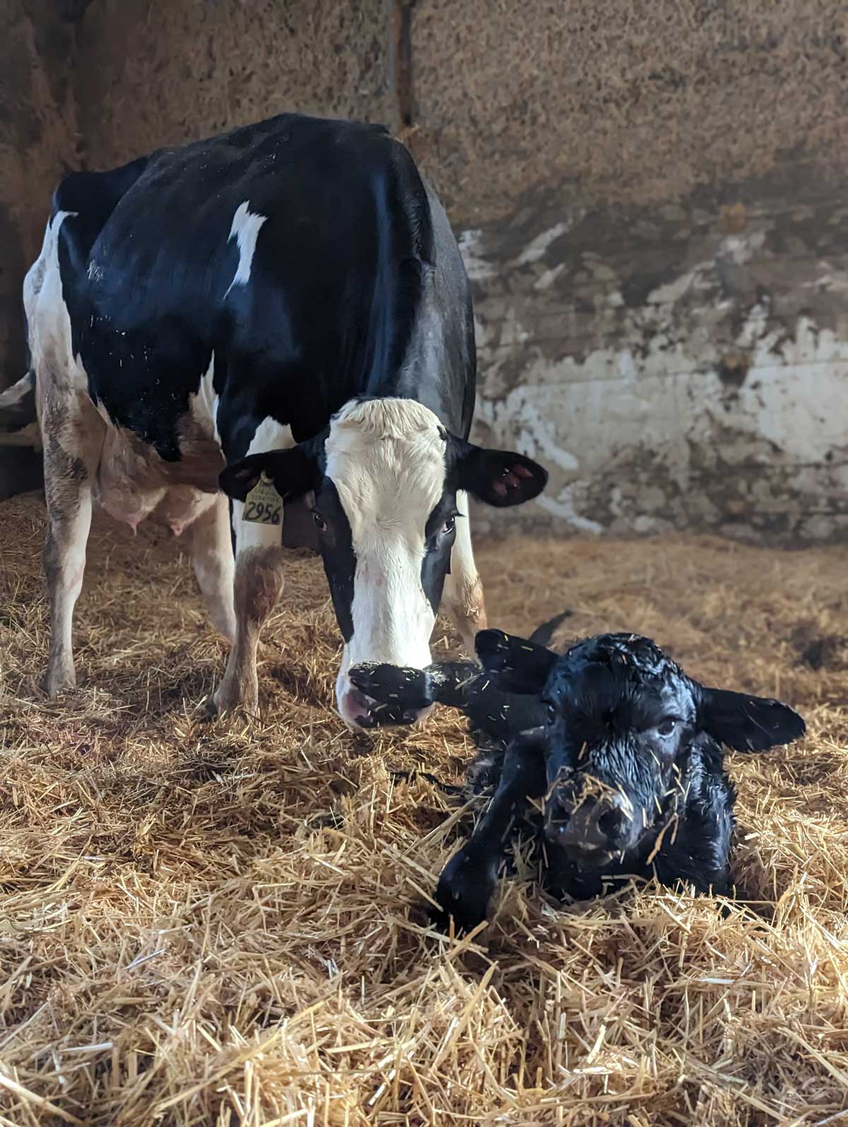 A newborn angus calf lays in deep straw in an indoor pen. The calf's dam, a Holstein, stands behind the calf with her head down.