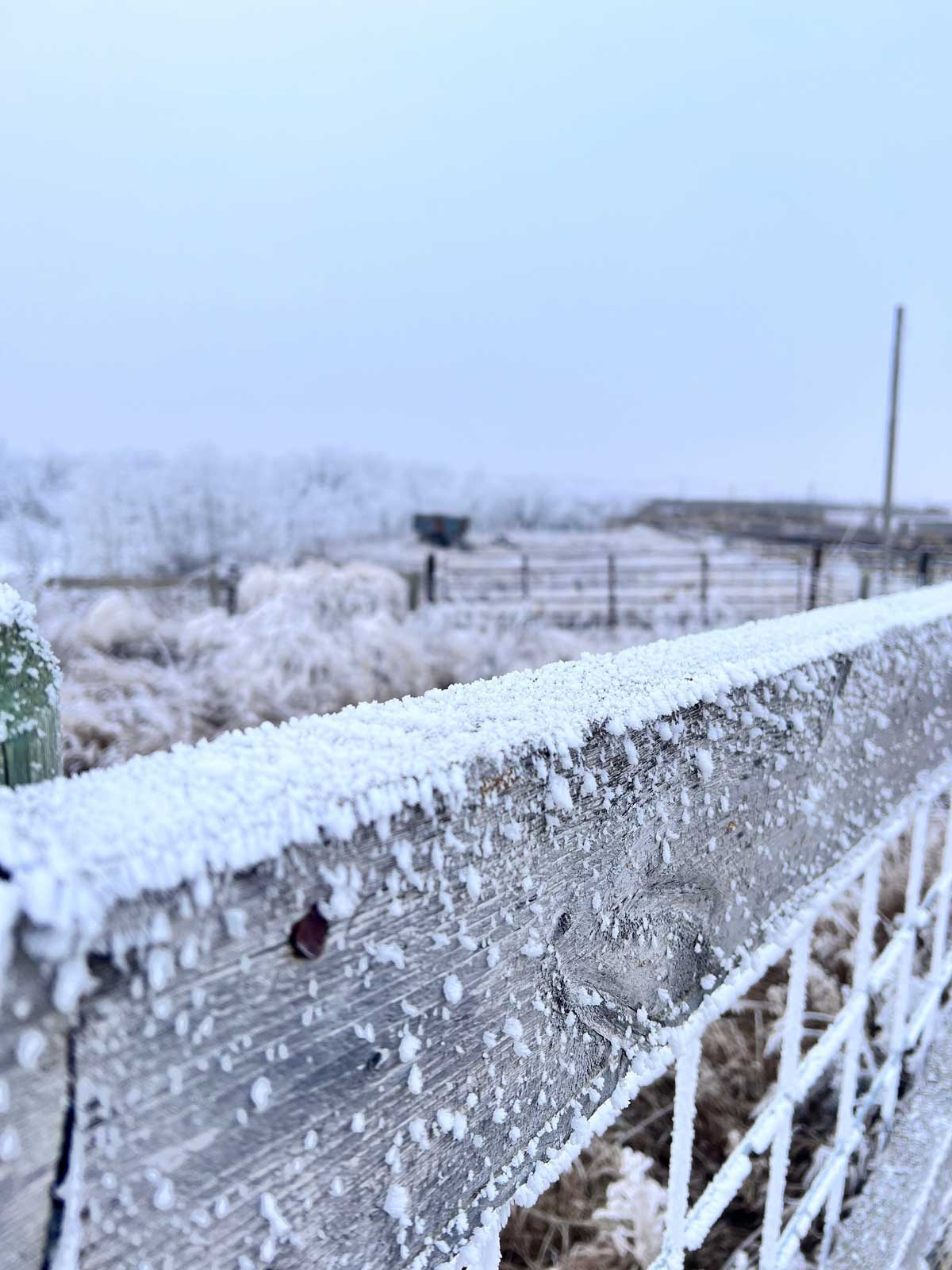 A fence covered with ice highlighting challenges in Canadian beef cattle production.