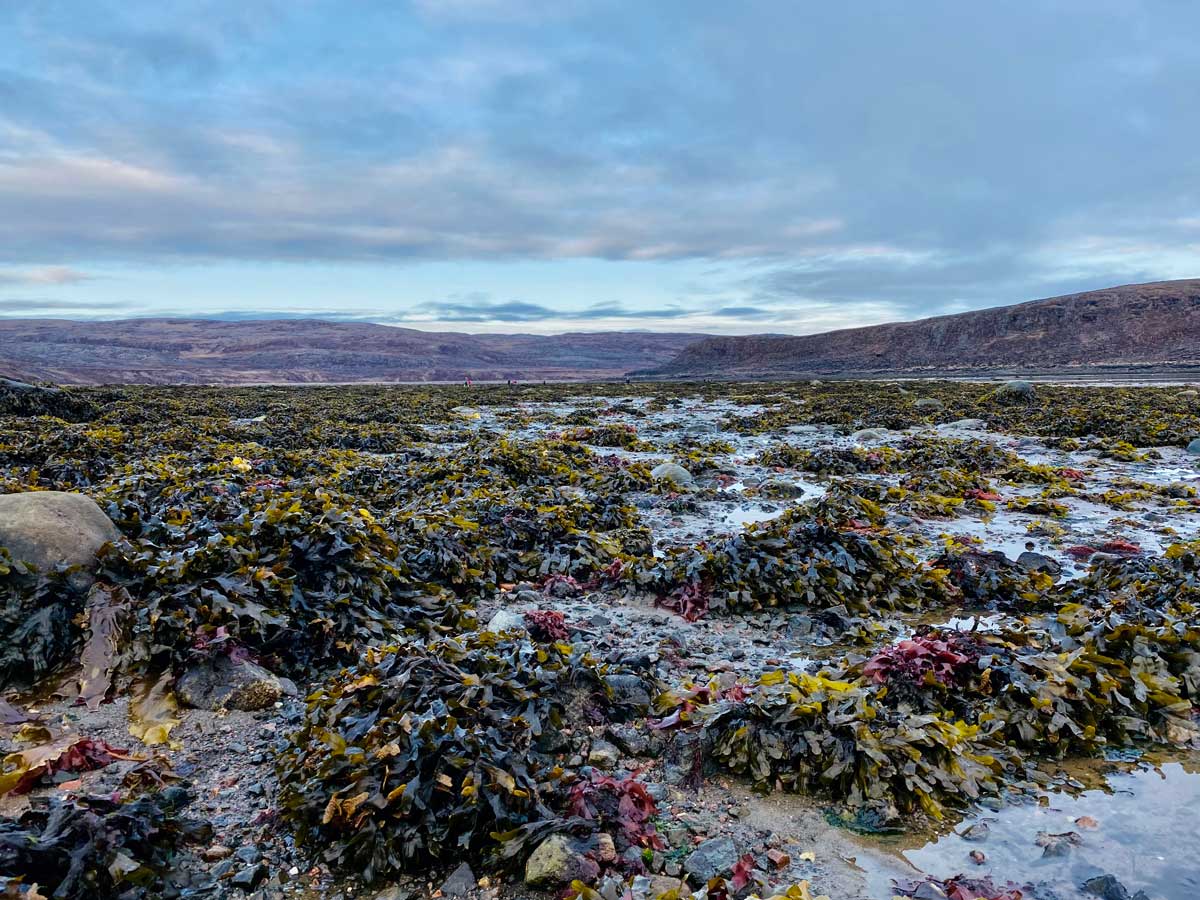 Low tide in Iqaluit, Nunavut unveils a rocky tidal flat with intricate patterns of seaweed draped over rocks.