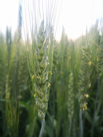 A close up of a single stalk of wheat still green and unripened, amongst a full field of crop.