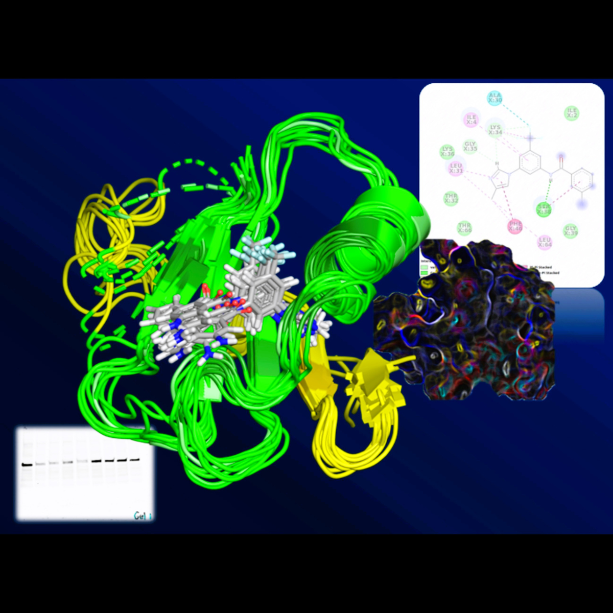 An anticancer drug and its receptor interacting with each other inside a cancer cell.