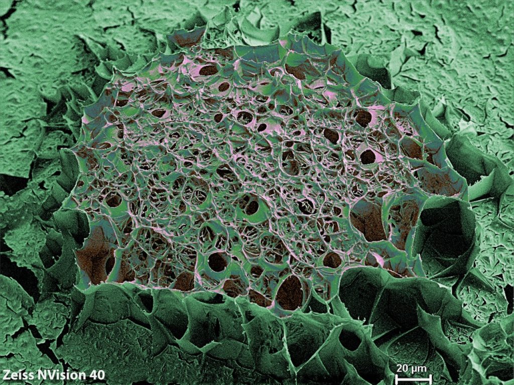 Color-enhanced cryo-SEM image of a lignin-gelatin hydrogel bead with a porous, web-like surface.