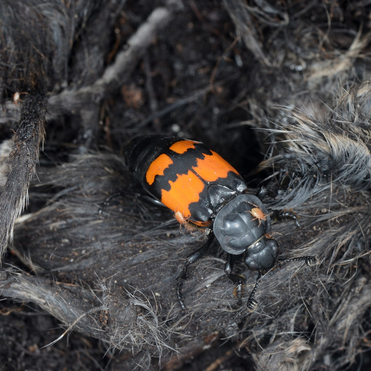 A black beetle with orange markings stands on top of a dead mouse. Several small mites crawl on the beetle's body.