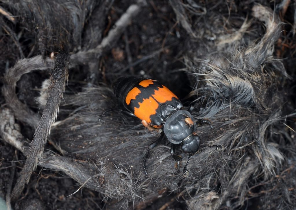 A black beetle with orange markings stands on top of a dead mouse. Several small mites crawl on the beetle's body.