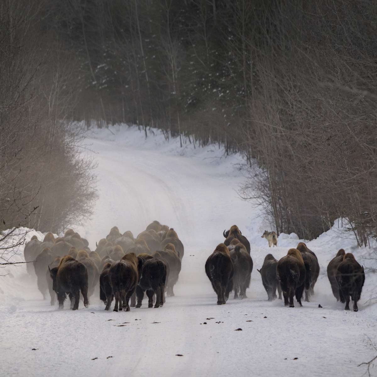 ~35 bison on a road in Wood Buffalo National Park run toward a wolf on the right side of the road bordering the forest edge.