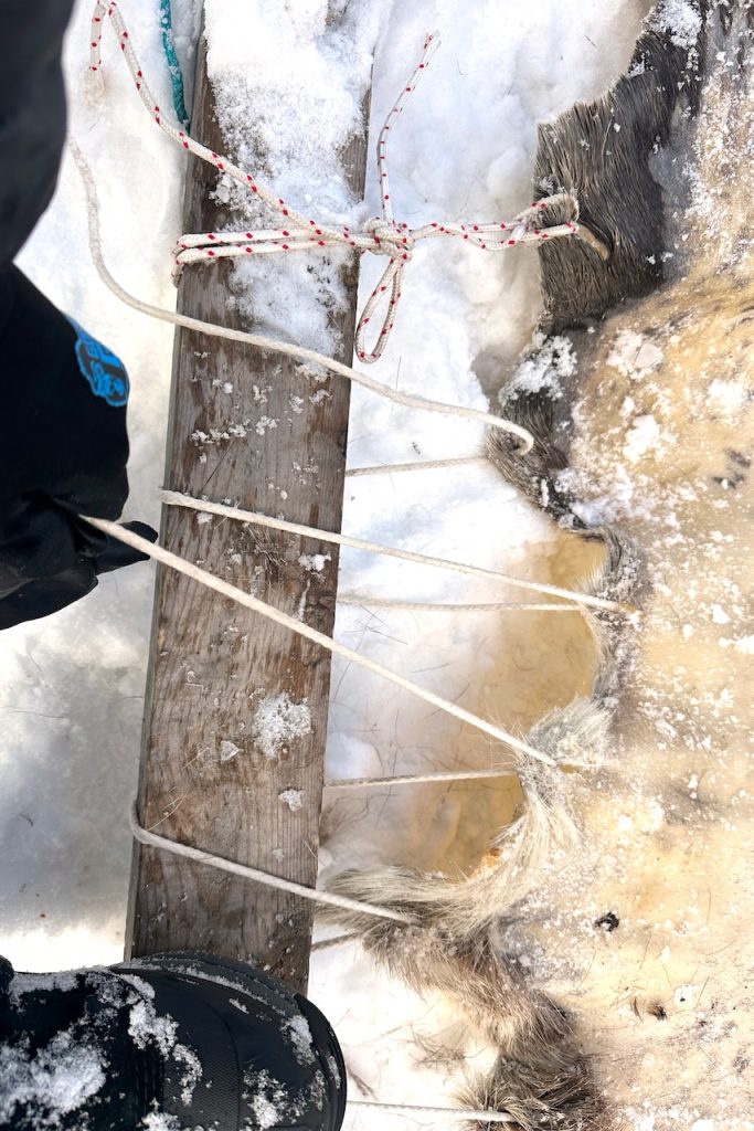 A boot holds down a wood frame in the snow as a hand pulls a string tightly to stretch a moose hide.