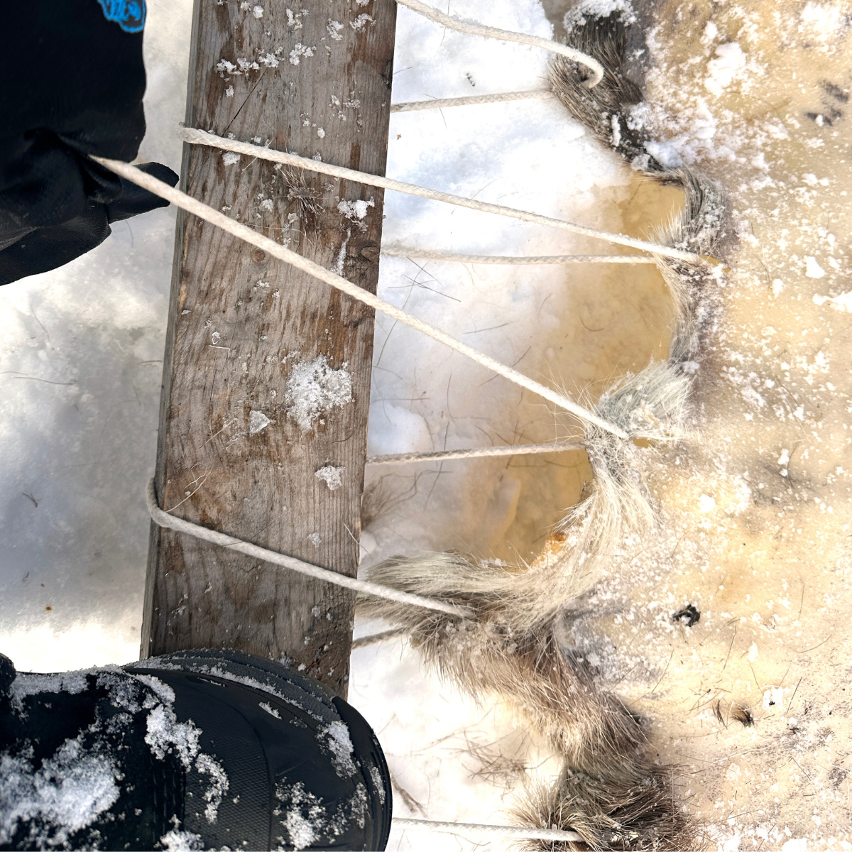 A boot holds down a wood frame in the snow as a hand pulls a string tightly to stretch a moose hide.