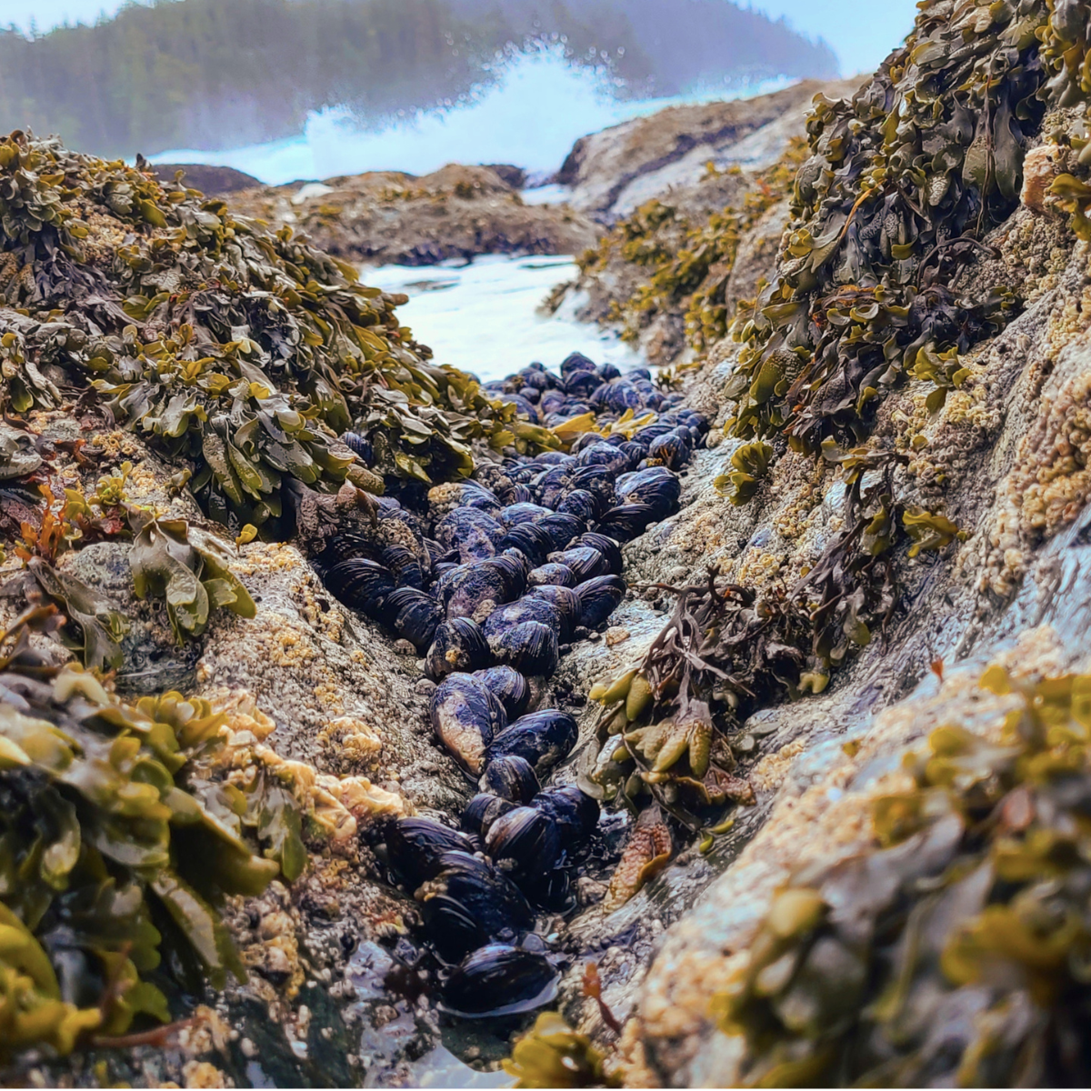 Mussels clustered between barnacle-crusted rocks in a tide pool, a habitat threatened by invasive crabs and climate change.