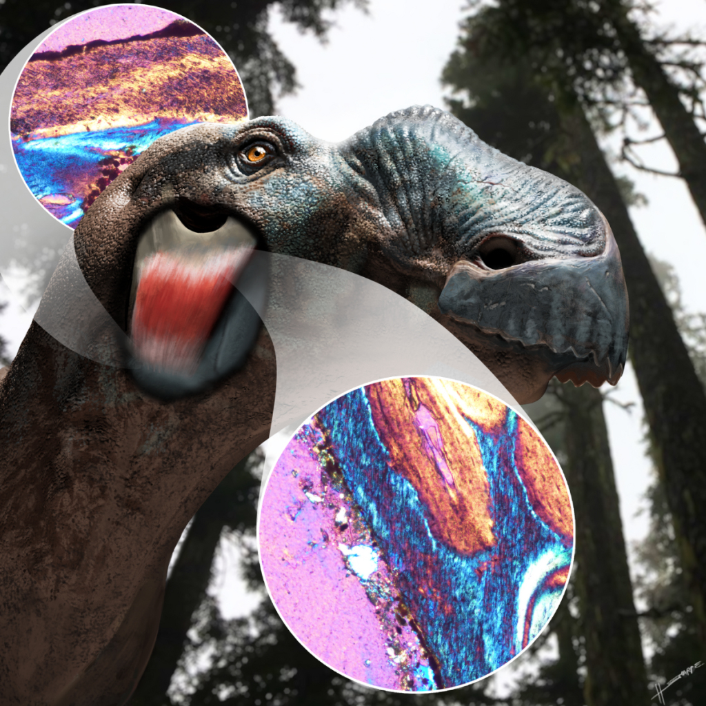 Image of a duck-billed dinosaur, showing a new cheek muscle or ligament revealed by histology of skull bones