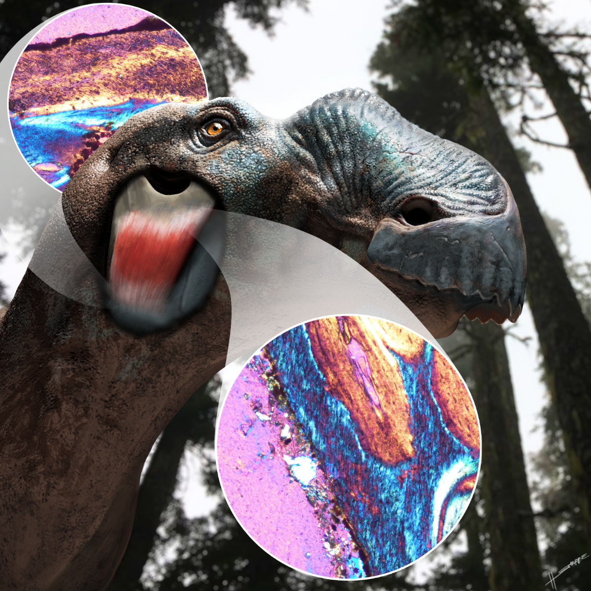 Image of a duck-billed dinosaur, showing a new cheek muscle or ligament revealed by histology of skull bones