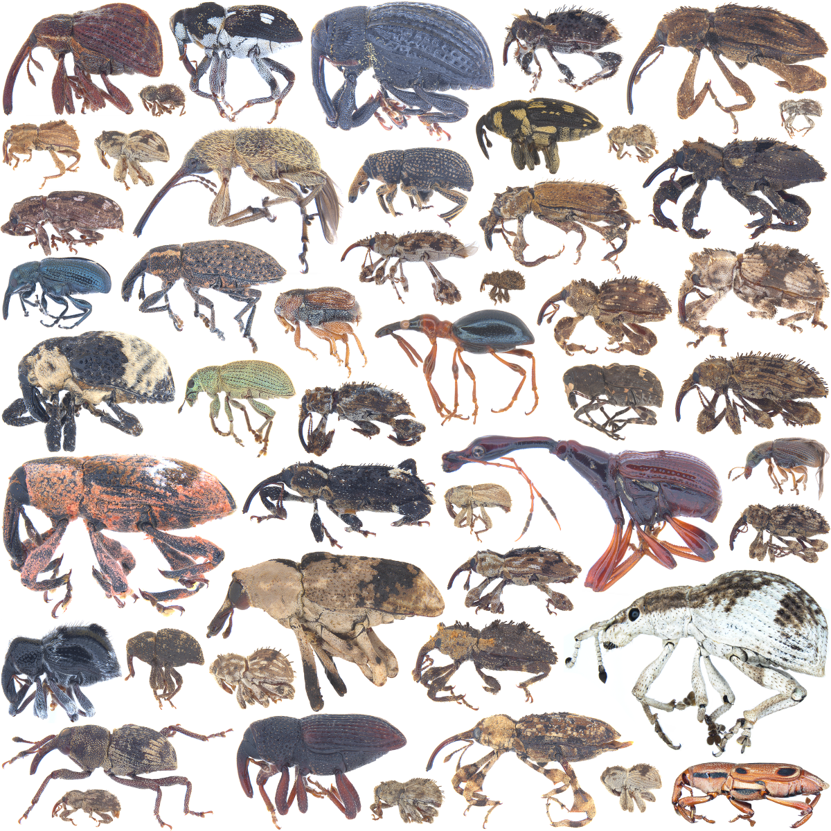 A montage of 53 weevil species from around the world, highlighting their diverse colors, forms, and sizes.