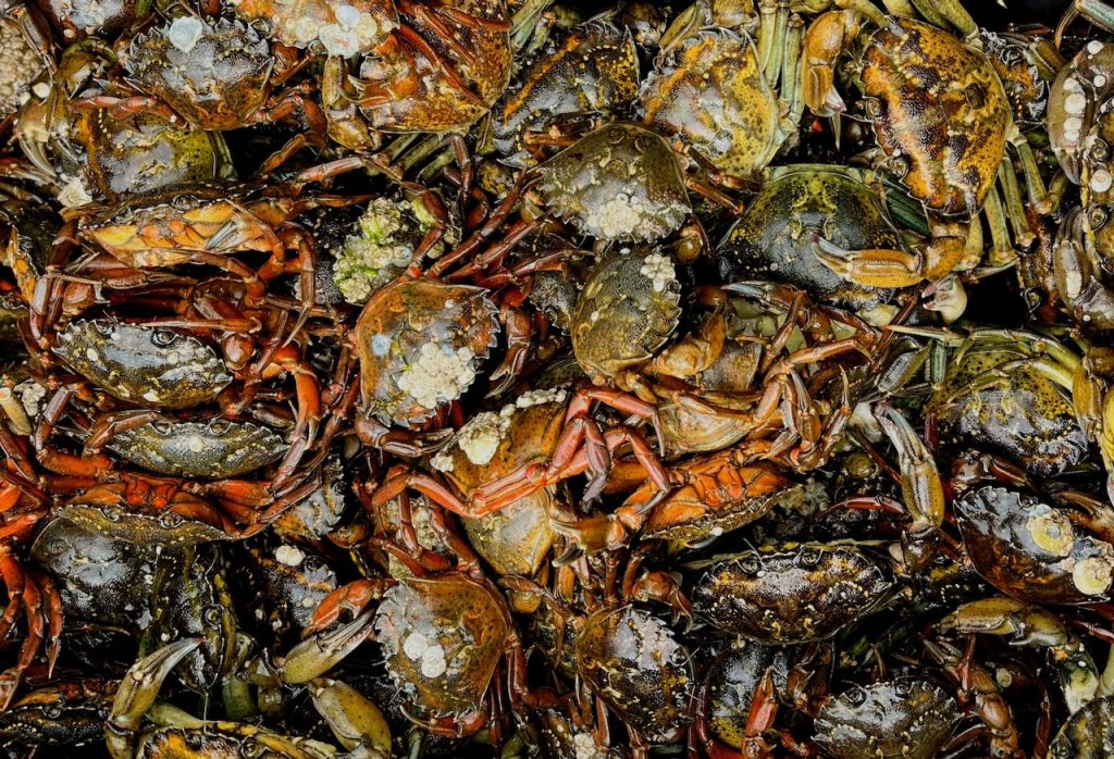 Numerous green crabs piled on top of each other.