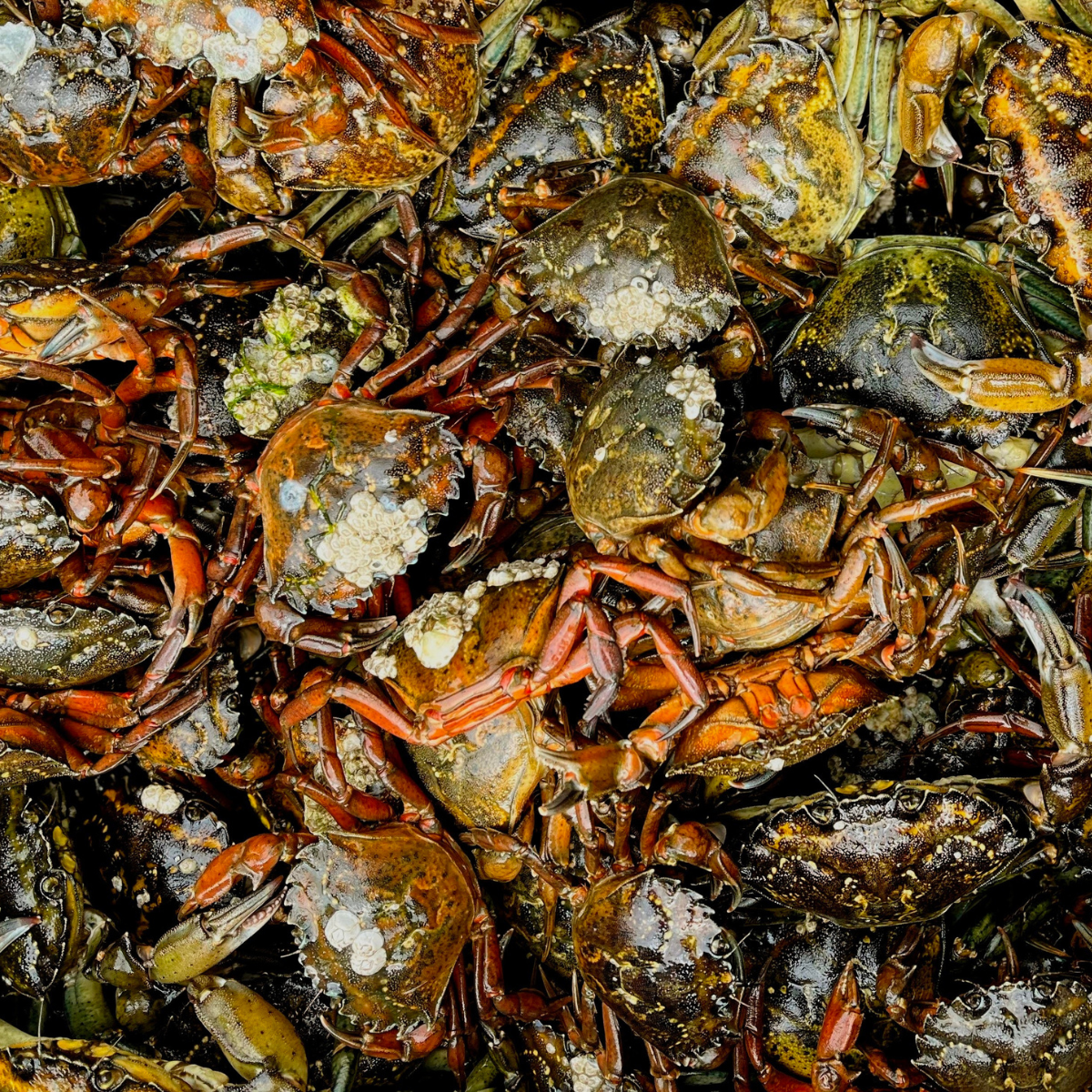 Numerous green crabs piled on top of each other.