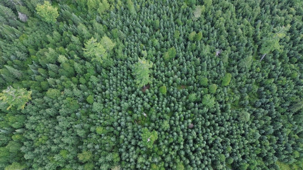 Aerial view of a young boreal mixed wood forest with scattered legacy trees rising above a uniform, vibrant green canopy.