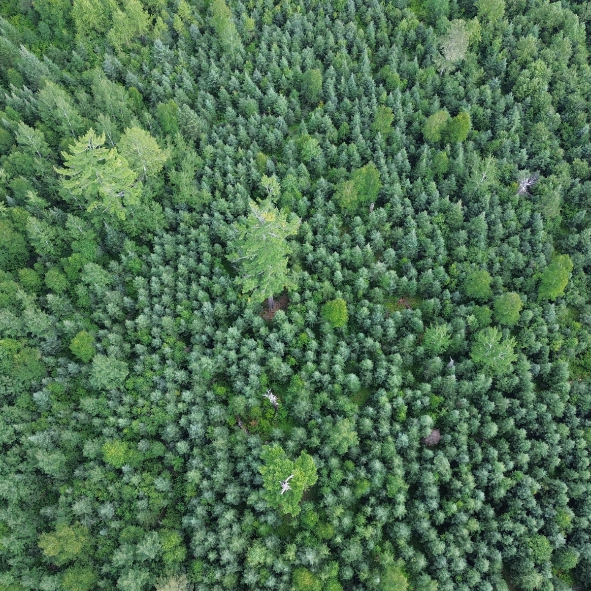 Aerial view of a young boreal mixed wood forest with scattered legacy trees rising above a uniform, vibrant green canopy.