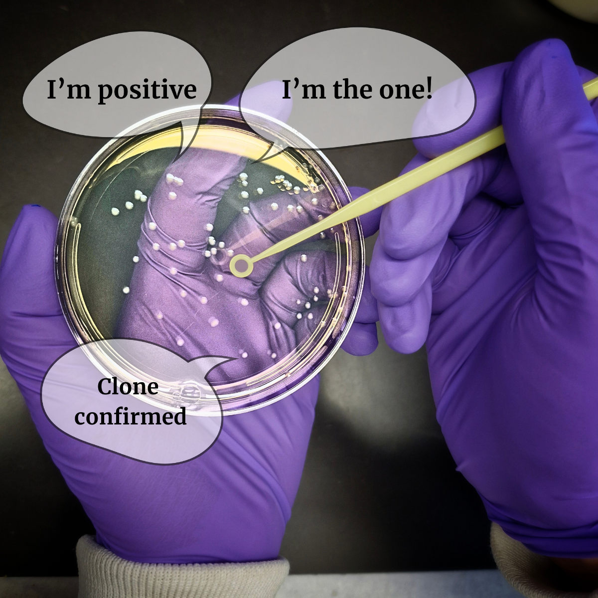 Bacterial colonies after Gibson assembly, representing the pivotal moment before confirming genetic modifications in the Plasmid.