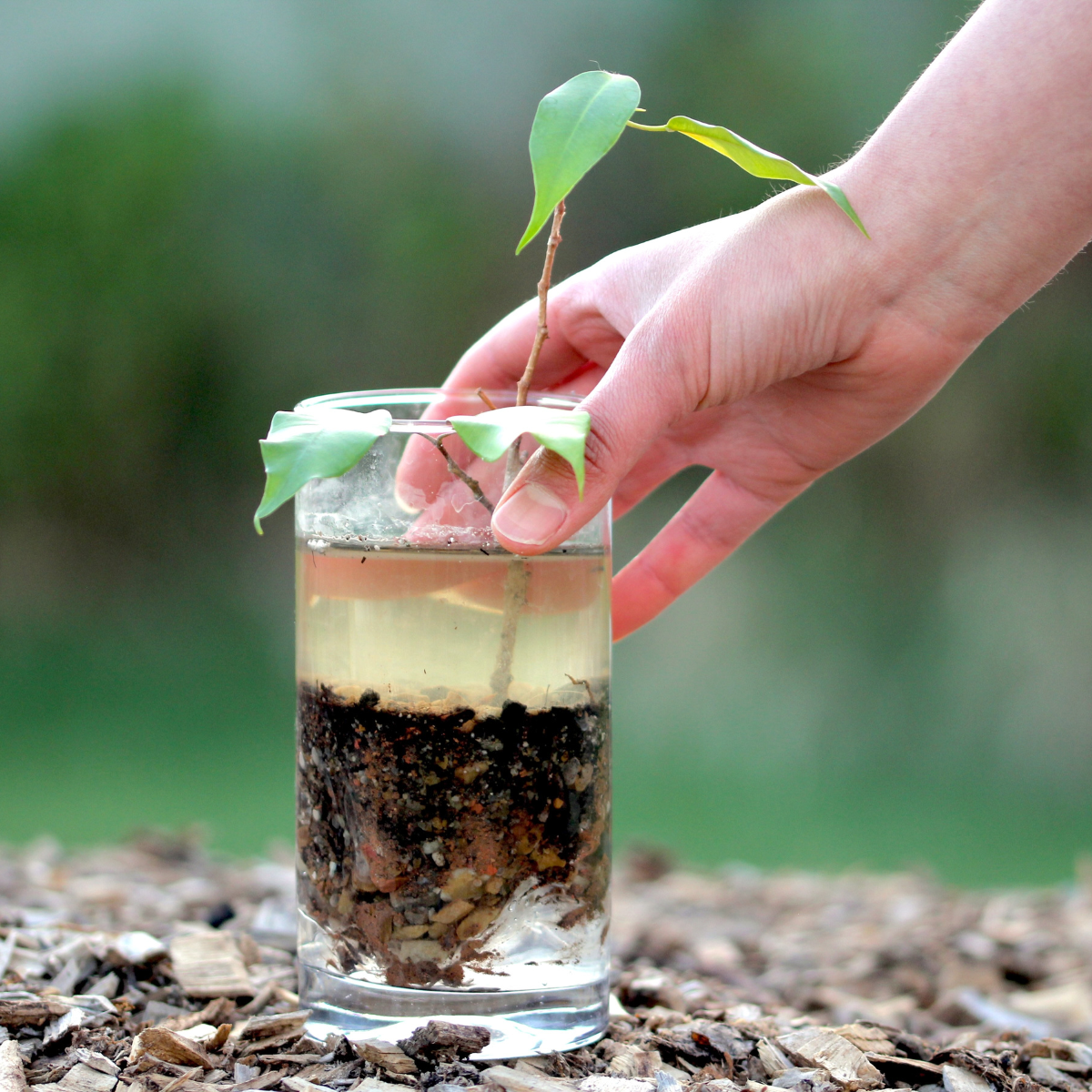 A hand holds a glass filled with soil, water, and a small plant, over brown mulch, with a blurred green background.