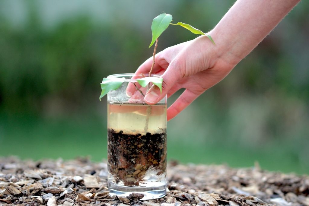 A hand holds a glass filled with soil, water, and a small plant, over brown mulch, with a blurred green background.