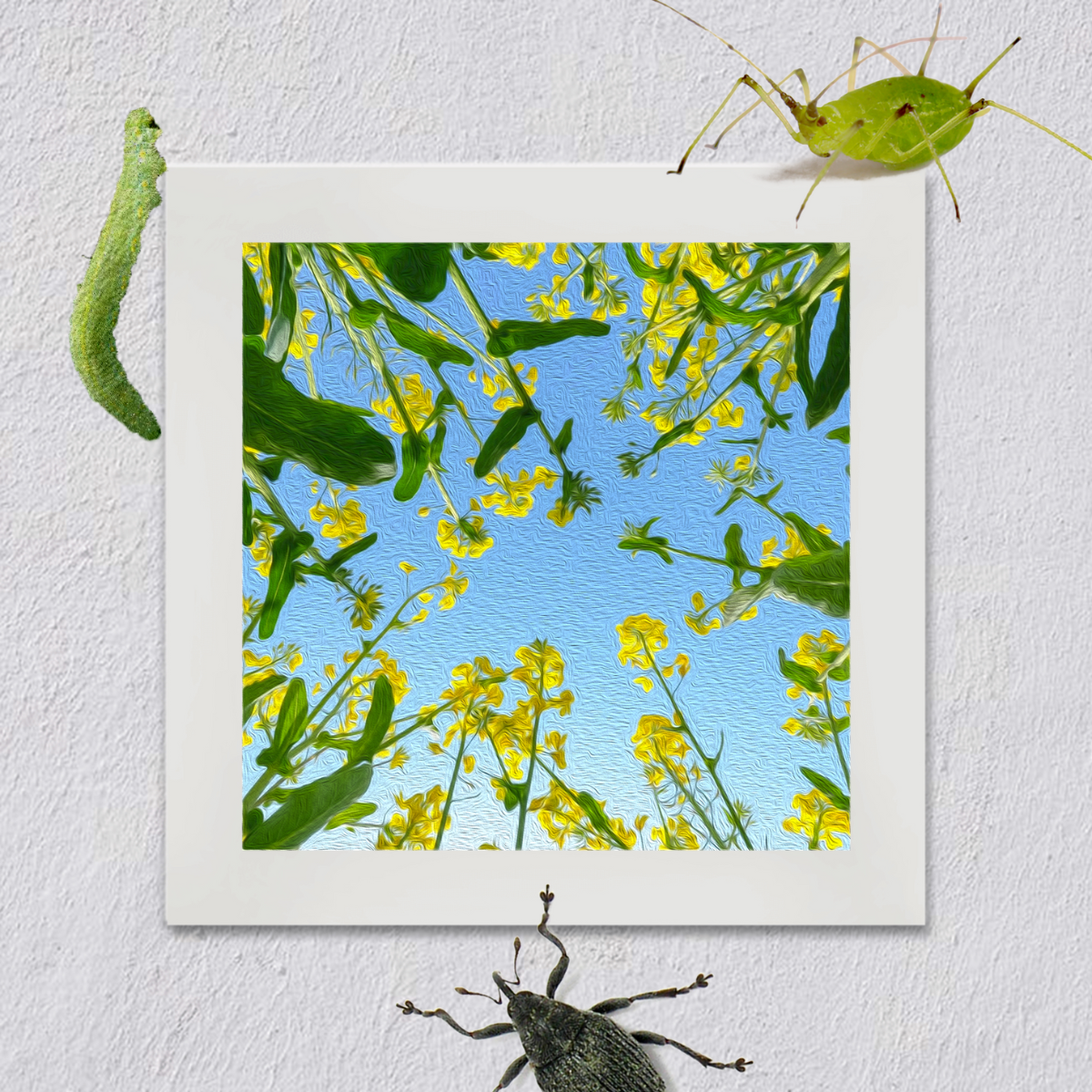 An oil painting of blooming canola flowers with pests and pathogens around the frame, representing canola farming challenges.