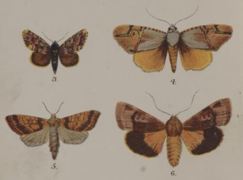 Scientific drawings of moths and butterflies